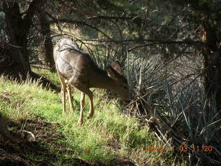 Zion National Park - Watchman hike - deer