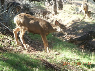130 8t3. Zion National Park - Watchman hike - deer