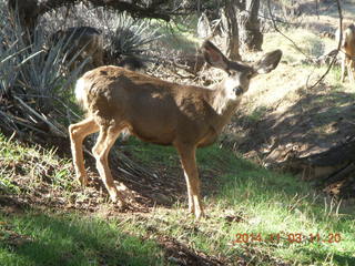 131 8t3. Zion National Park - Watchman hike - deer