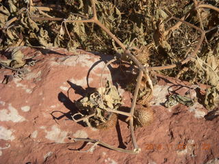 132 8t3. Zion National Park - funky, prickly plant