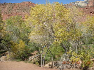 Zion National Park - lots of foliage