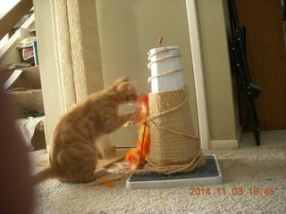 353 8t3. my kitten-cat Max with his new toy - thanks to Debbie M of Animal Planners