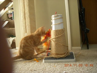 354 8t3. my kitten-cat Max with his new toy - thanks to Debbie M of Animal Planners