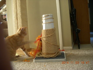 357 8t3. my kitten-cat Max with his new toy - thanks to Debbie M of Animal Planners