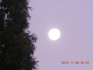 moon setting amid pine trees