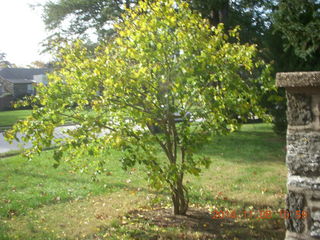 555 8t8. Betsy's transplanted tree