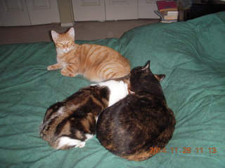 360 8tu. cats on my bed - Max, Penny, Maria