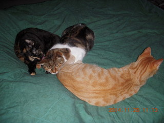 363 8tu. cats on my bed - Maria, Penny, Max