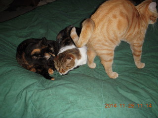 364 8tu. cats on my bed - Maria, Penny, Max