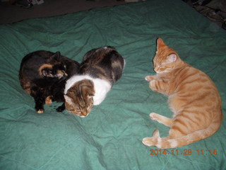 365 8tu. cats on my bed - Maria, Penny, Max
