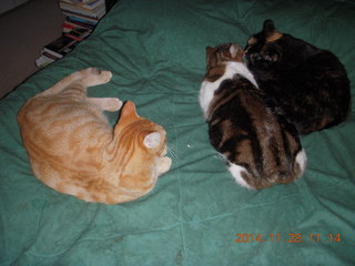 367 8tu. cats on my bed - Max, Penny, Maria
