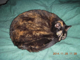 cats on my bed - Maria, Penny, Max