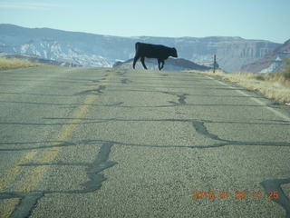 86 8v3. driving from Fisher Towers hike back to Moab - cow in the road