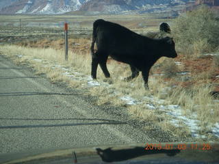 87 8v3. driving from Fisher Towers hike back to Moab - cow leaving the road