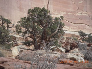 80 8v4. Canyonlands National Park - Lathrop trail hike - tree