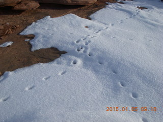 Dead Horse Point State Park hike - rabbit tracks