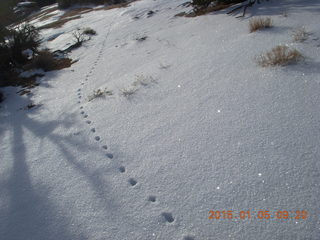 Dead Horse Point State Park hike - animal tracks