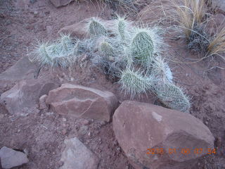 Porcupine Rim mountain-biking trail hike - fuzzy cactus