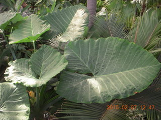 62 8w7. Longwood Gardens - giant prehistoric leaves