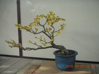 66 8w7. Longwood Gardens - bonsai tree