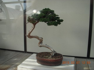 Longwood Gardens - bonsai tree