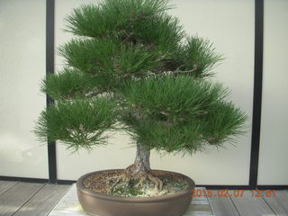 Longwood Gardens - bonsai tree