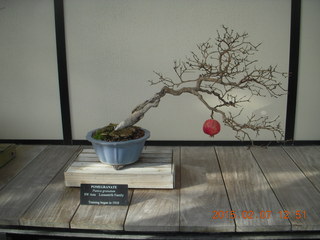 70 8w7. Longwood Gardens - bonsai tree - pomogranite