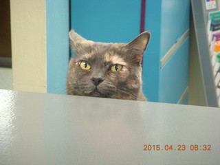 Krista Gibson, DVM, and Penny - (cat)