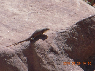 77 8zv. Beaver Creek Canyon hike - lizard