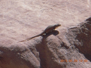 78 8zv. Beaver Creek Canyon hike - lizard