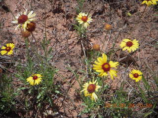 84 8zv. Beaver Creek Canyon hike - flowers