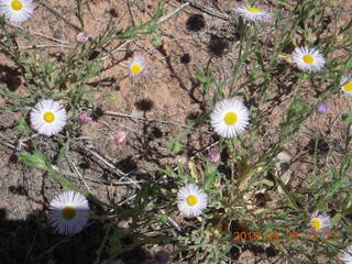 109 8zv. Beaver Creek Canyon hike - flowers