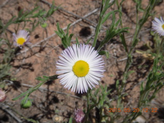 110 8zv. Beaver Creek Canyon hike - flower