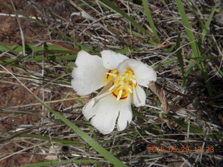 111 8zv. Beaver Creek Canyon hike - flower