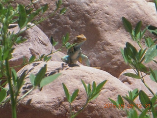 114 8zv. Beaver Creek Canyon hike - lizard