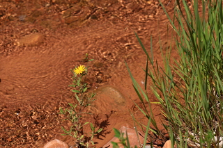 119 8zv. Beaver Creek Canyon hike - flower