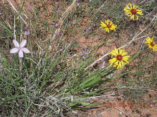 131 8zv. Beaver Creek Canyon hike - flowers