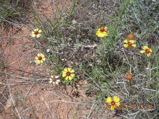 132 8zv. Beaver Creek Canyon hike - flowers
