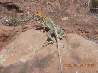 147 8zv. Beaver Creek Canyon hike - lizard