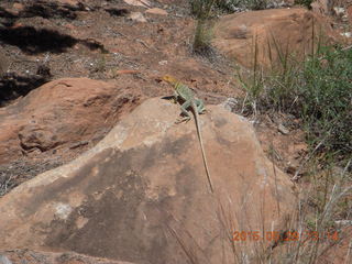 148 8zv. Beaver Creek Canyon hike - lizard
