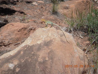 149 8zv. Beaver Creek Canyon hike - lizard