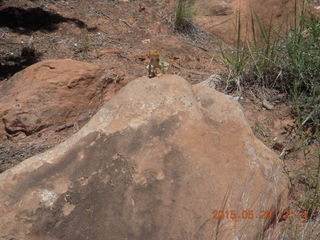 150 8zv. Beaver Creek Canyon hike - lizard