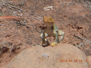 151 8zv. Beaver Creek Canyon hike - lizard