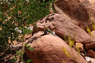 163 8zv. Beaver Creek Canyon hike - lizard