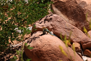 164 8zv. Beaver Creek Canyon hike- lizard