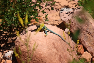 165 8zv. Beaver Creek Canyon hike - lizard