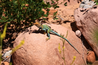 166 8zv. Beaver Creek Canyon hike - lizard