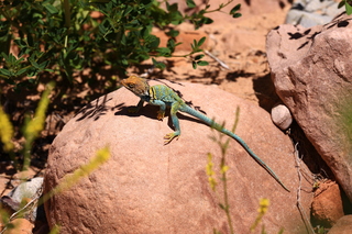 167 8zv. Beaver Creek Canyon hike - lizard