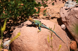 168 8zv. Beaver Creek Canyon hike - lizard