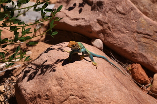 169 8zv. Beaver Creek Canyon hike - lizard
